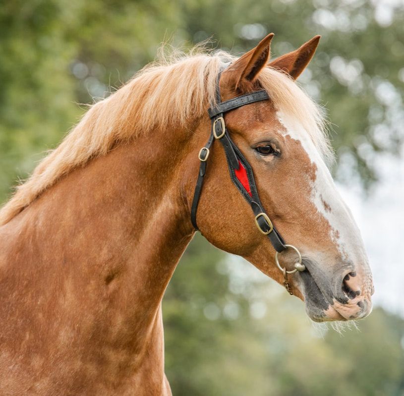 Five profile views of a chestnut Belgian draft horse with a light mane showing different poses and expressions.