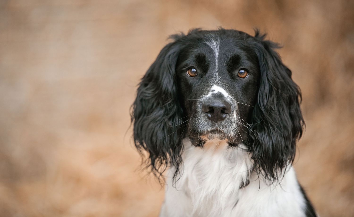 Portrait of a black and white English Springer Spaniel with expressive eyes against blurred background.