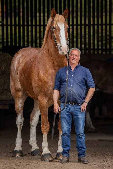 A sequence of photos showing a person standing next to a large Clydesdale horse in a barn setting.