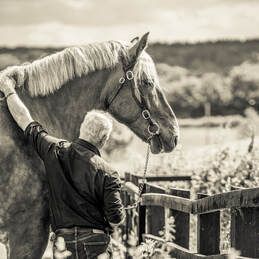 A black and white panoramic sequence of horses drinking water from a wooden trough in a pastoral setting.
