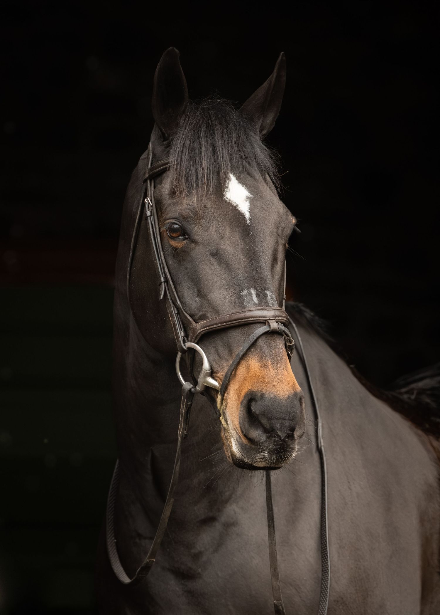 A series of dark moody portraits showing a black horse's head and face against a shadowy background.