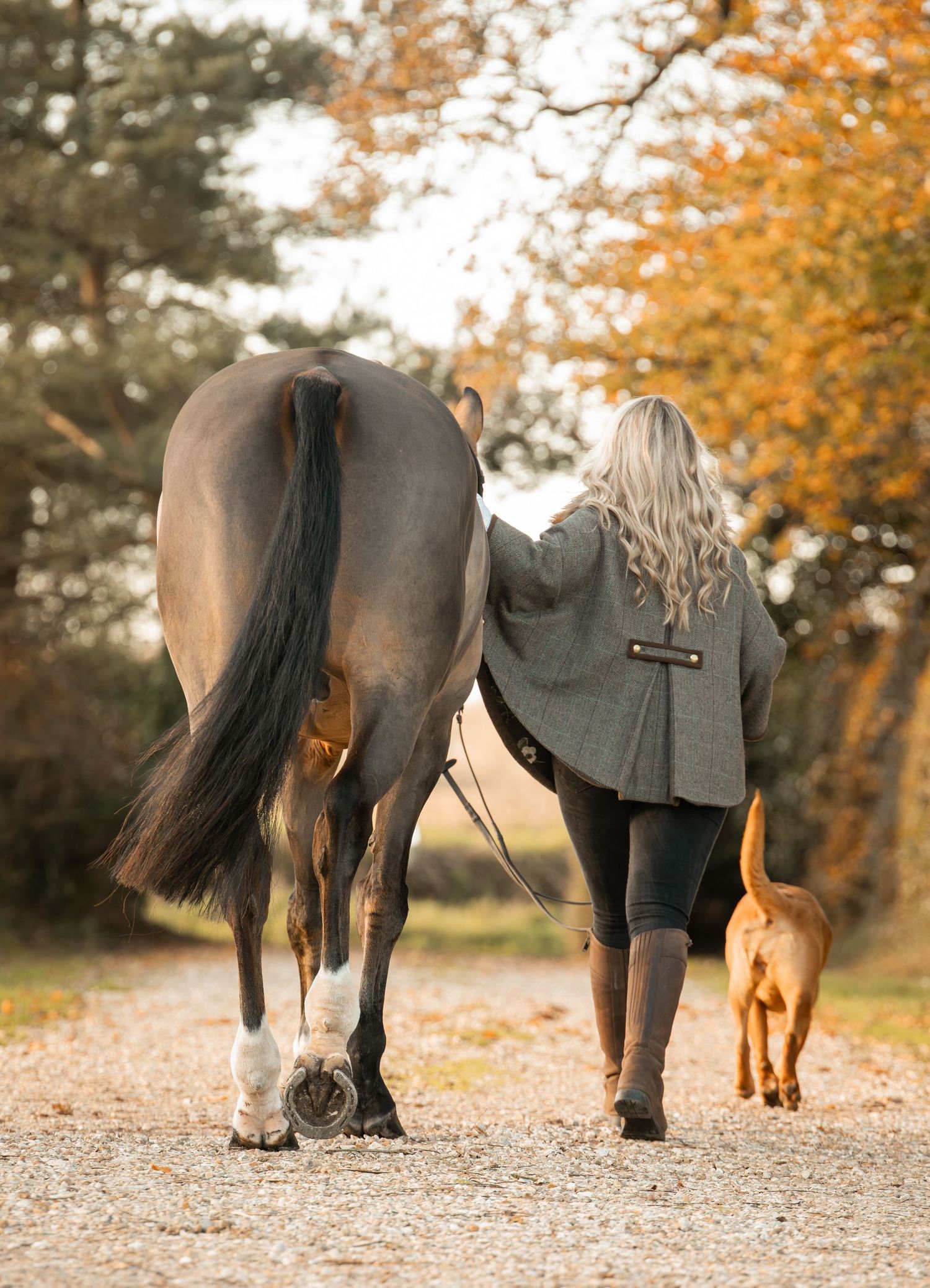 Two horses and a dog walking together on a leaf-covered path in autumn with orange foliage in the background.