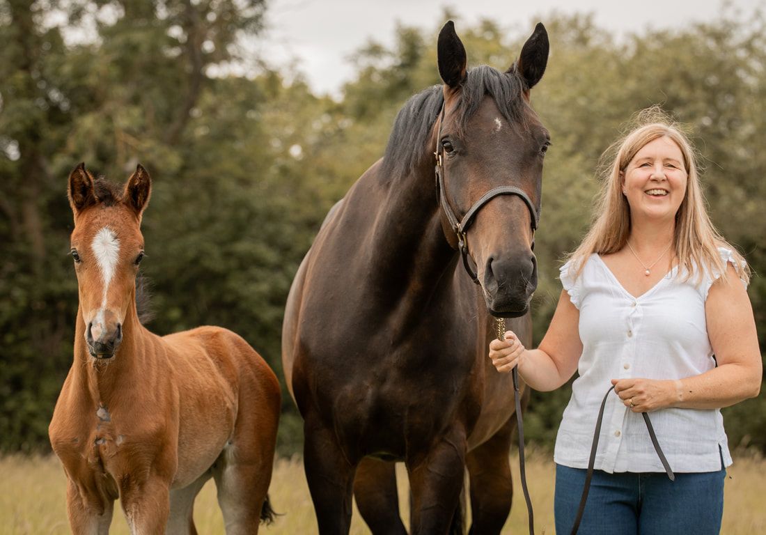 A series of photos showing horses and their handlers in a pastoral outdoor setting during golden hour.