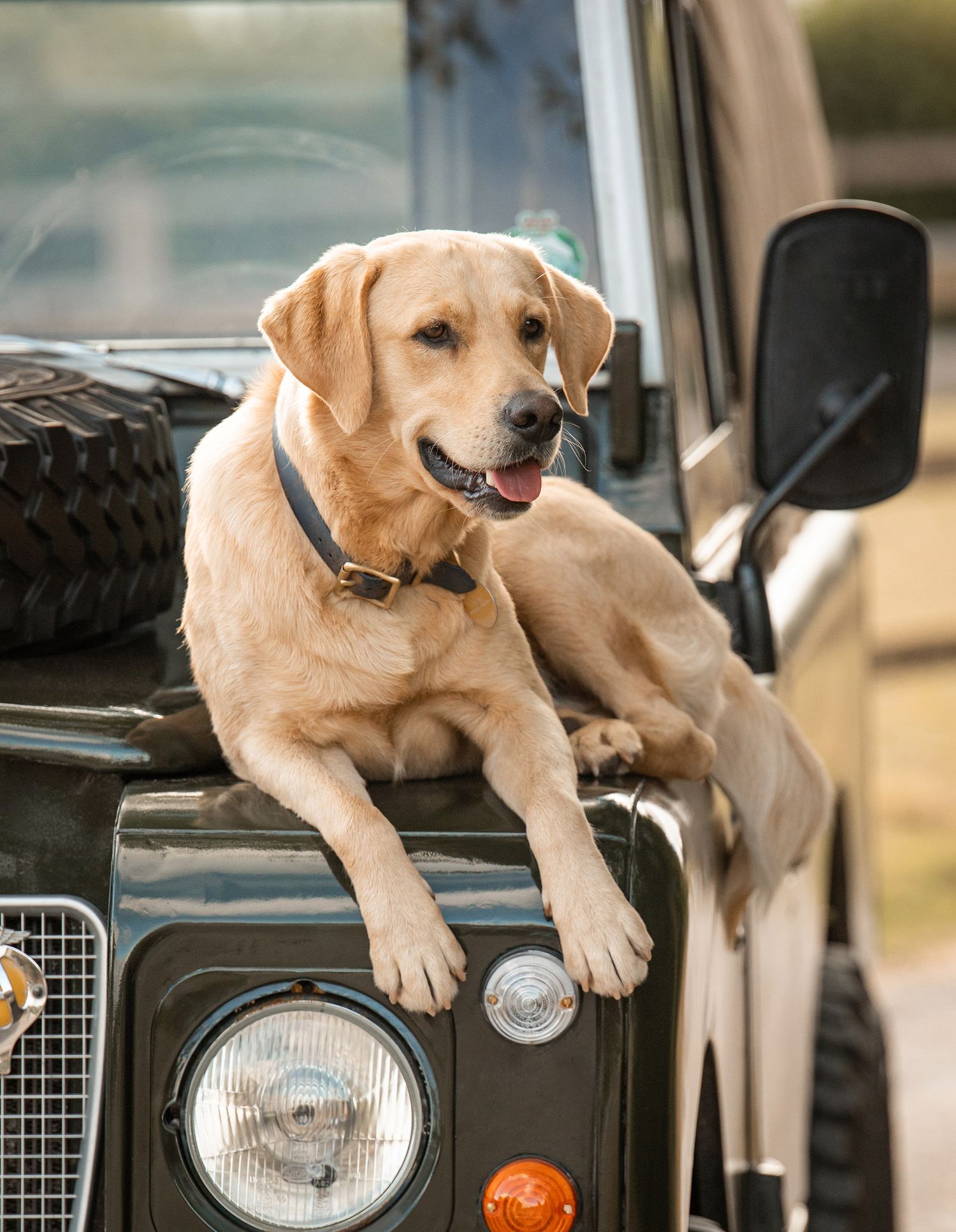 A happy Labrador retriever sitting on the hood of a vintage Land Rover in Taunton at an equestrian property with Caitlin Burgess.