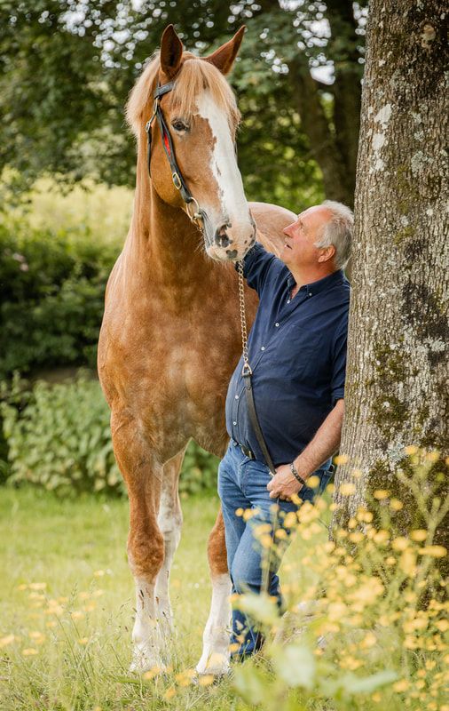 A beautiful palomino horse with white socks stands next to a tree while being petted in a lush green field.