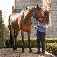 A person grooms and tends to a beautiful bay horse standing in front of a brick wall on a sunny day.