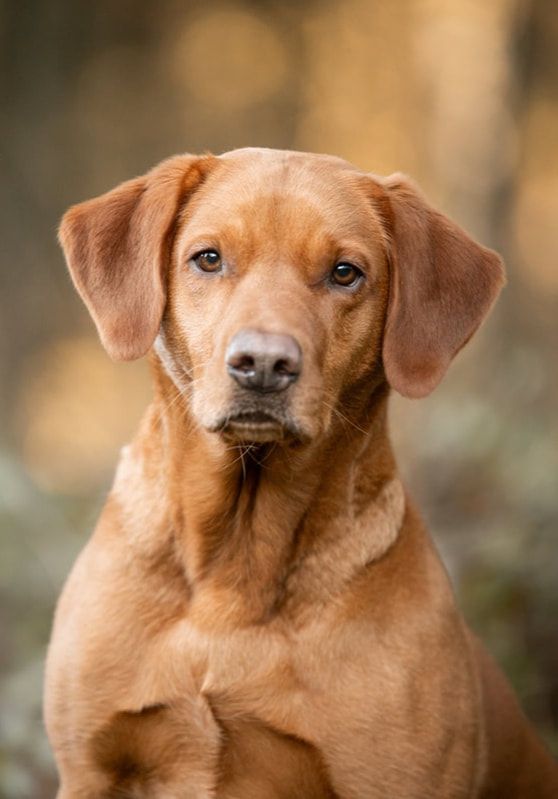 A reddish-brown dog with expressive eyes and floppy ears shown in multiple close-up portrait shots.