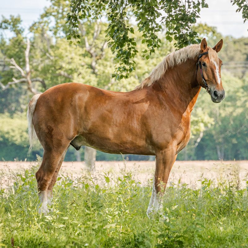 A chestnut horse stands gracefully in a sunlit meadow with wildflowers and trees in the background.