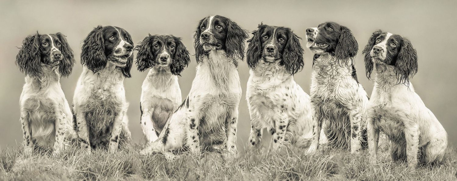 Seven English Springer Spaniel dogs sitting in a row for a vintage-style portrait.