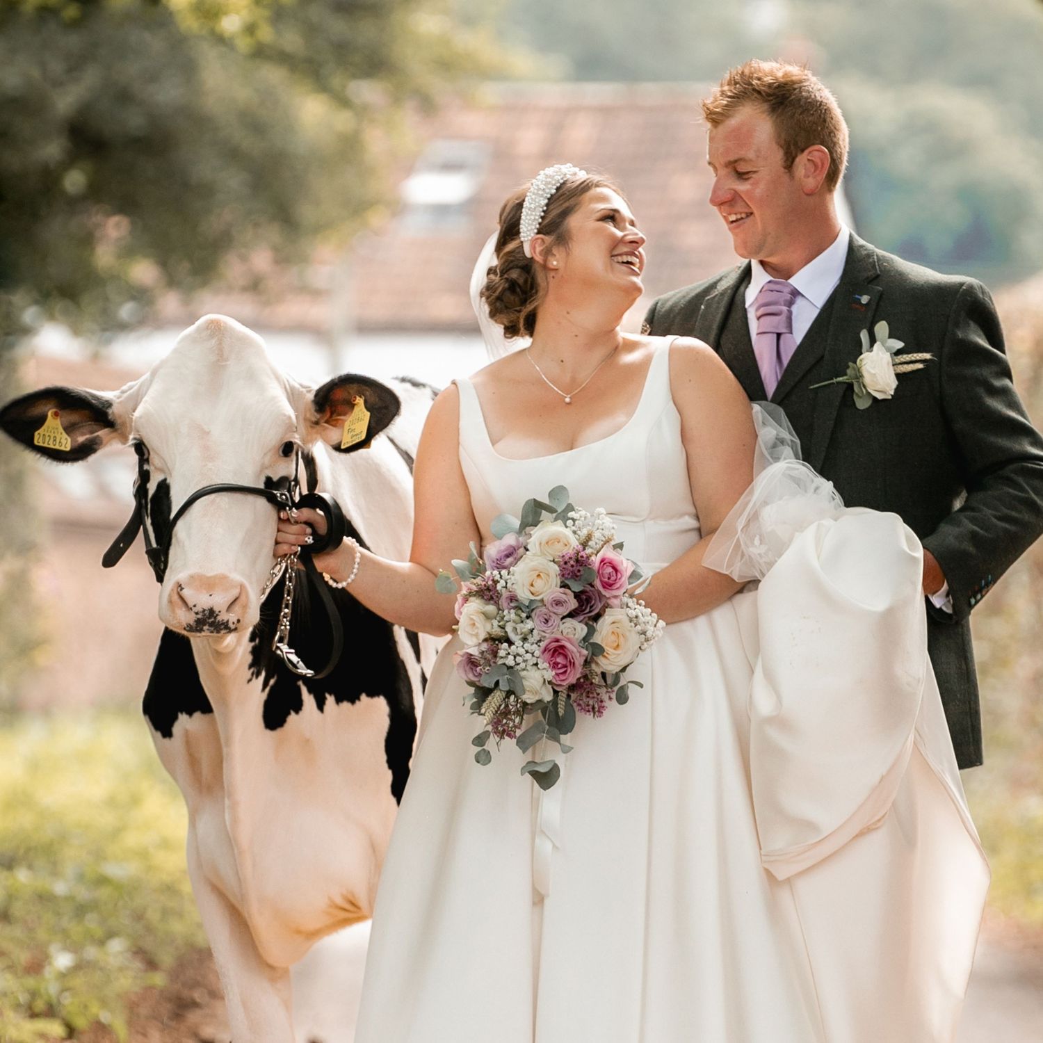 A wedding couple with bouquets of purple and pink flowers and cow in Enmore Somerset as featured in Farmers weekly.