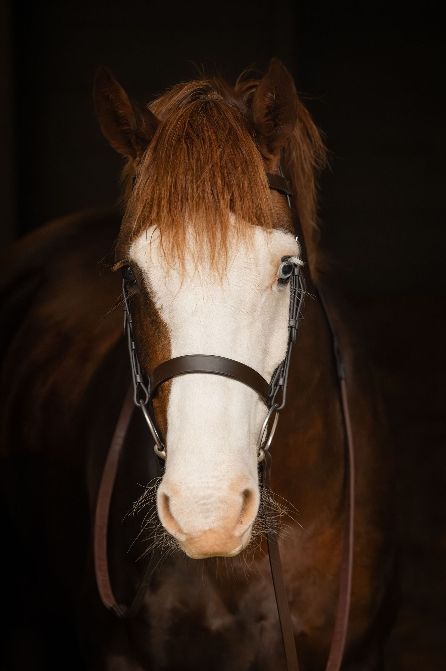 Close-up portrait of a brown and white horse with a distinctive white blaze on its face against a dark background.
