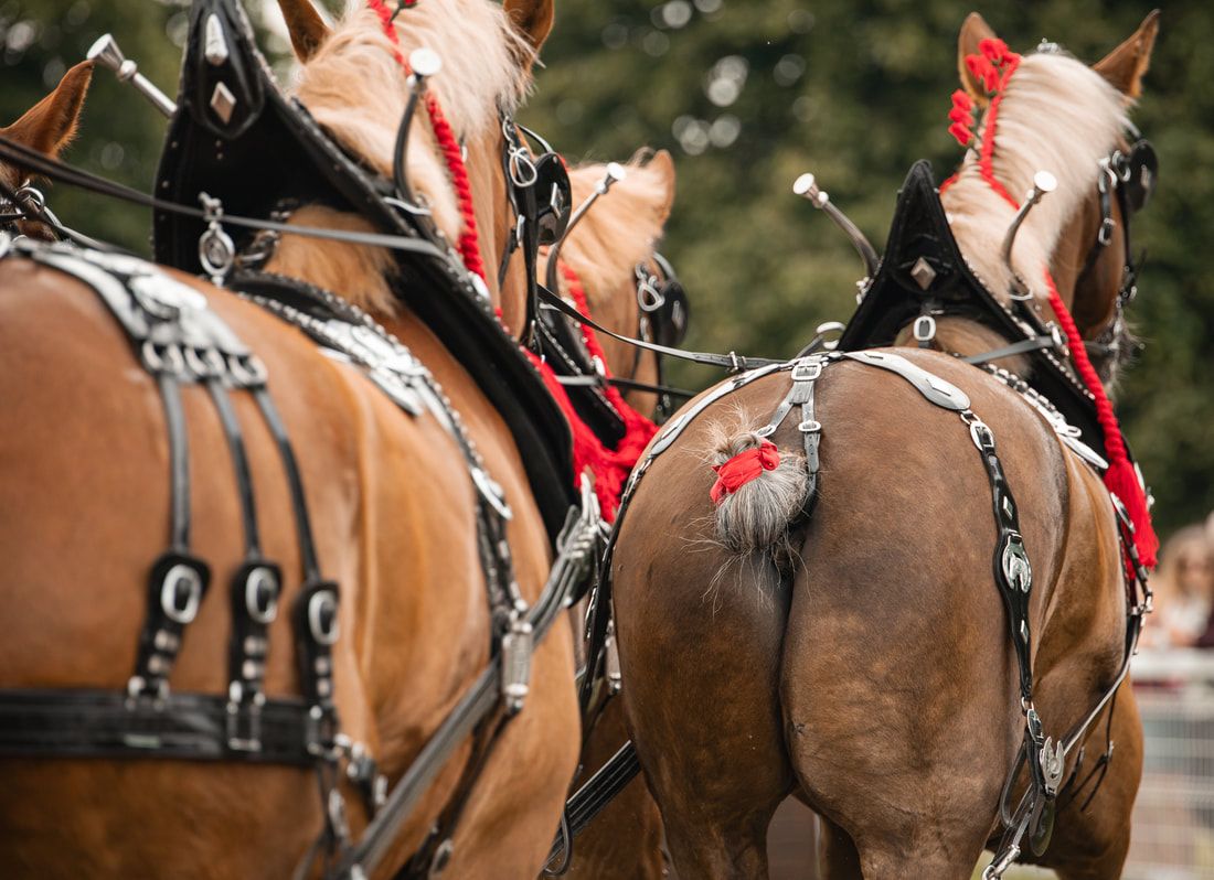 Close-up view of brown draft horses with red harnesses and bridles pulling together in a row.