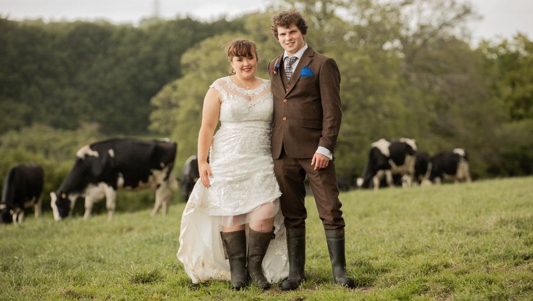Wedding couple walks through scenic countryside field with cows grazing in background on their special day.
