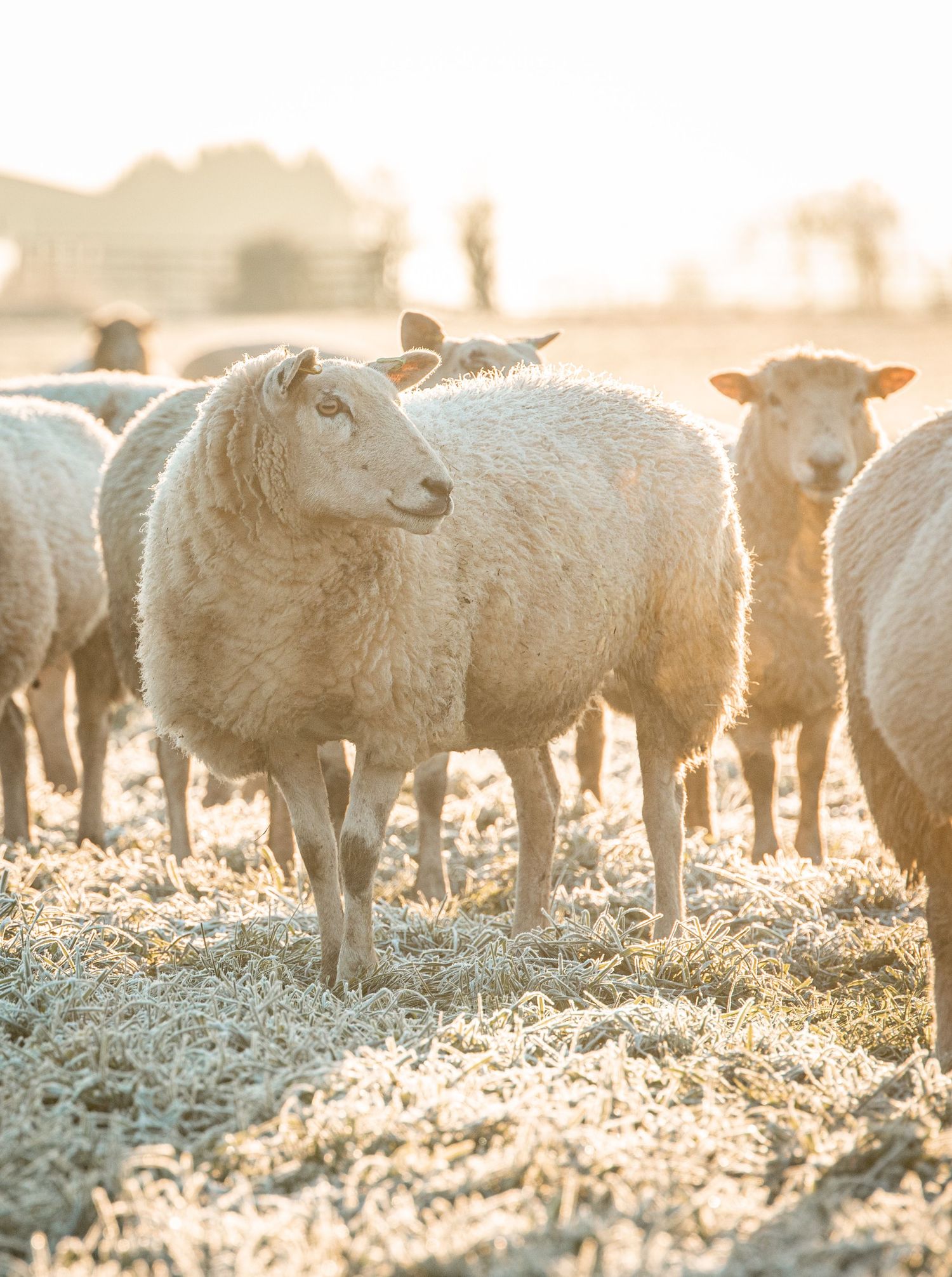 Flock of white sheep grazing in a sunlit field during golden hour creating a dreamy pastoral scene.