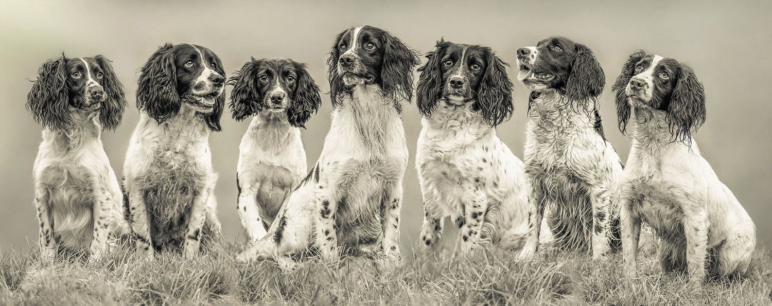 Group of spaniel gun dogs lined up in a fun portrait style against light background photographed by Sophie Edmunds Photography.
