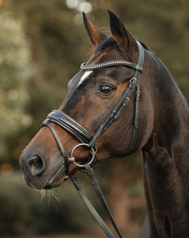 Close-up profile shots of a brown horse wearing a leather bridle and halter showing different angles and expressions.