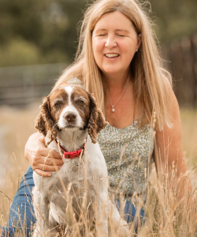 A brown and white Springer Spaniel dog sits in tall grass with a red collar while being photographed outdoors.