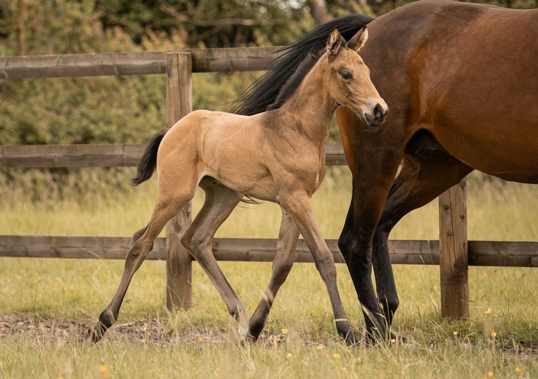 A young brown foal walks alongside its mother near a wooden fence in a grassy pasture.