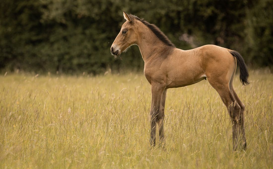 A brown foal stands in a golden grassy field with its legs and tail visible in multiple sequential photos.