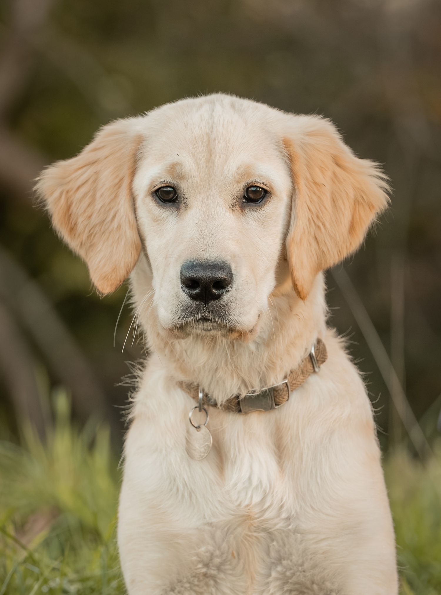 A close-up portrait series of a golden retriever puppy showing different facial expressions and angles in an outdoor setting.