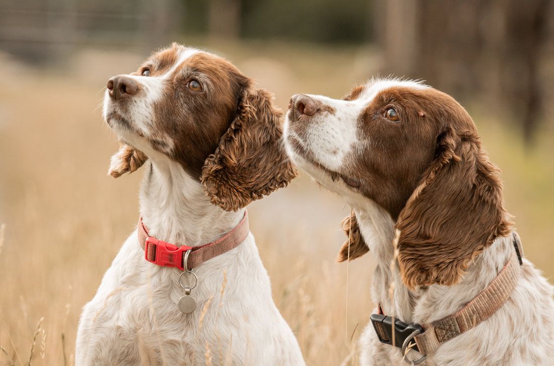 Two Brittany Spaniel dogs with brown and white fur wearing collars look attentively in same direction in field.