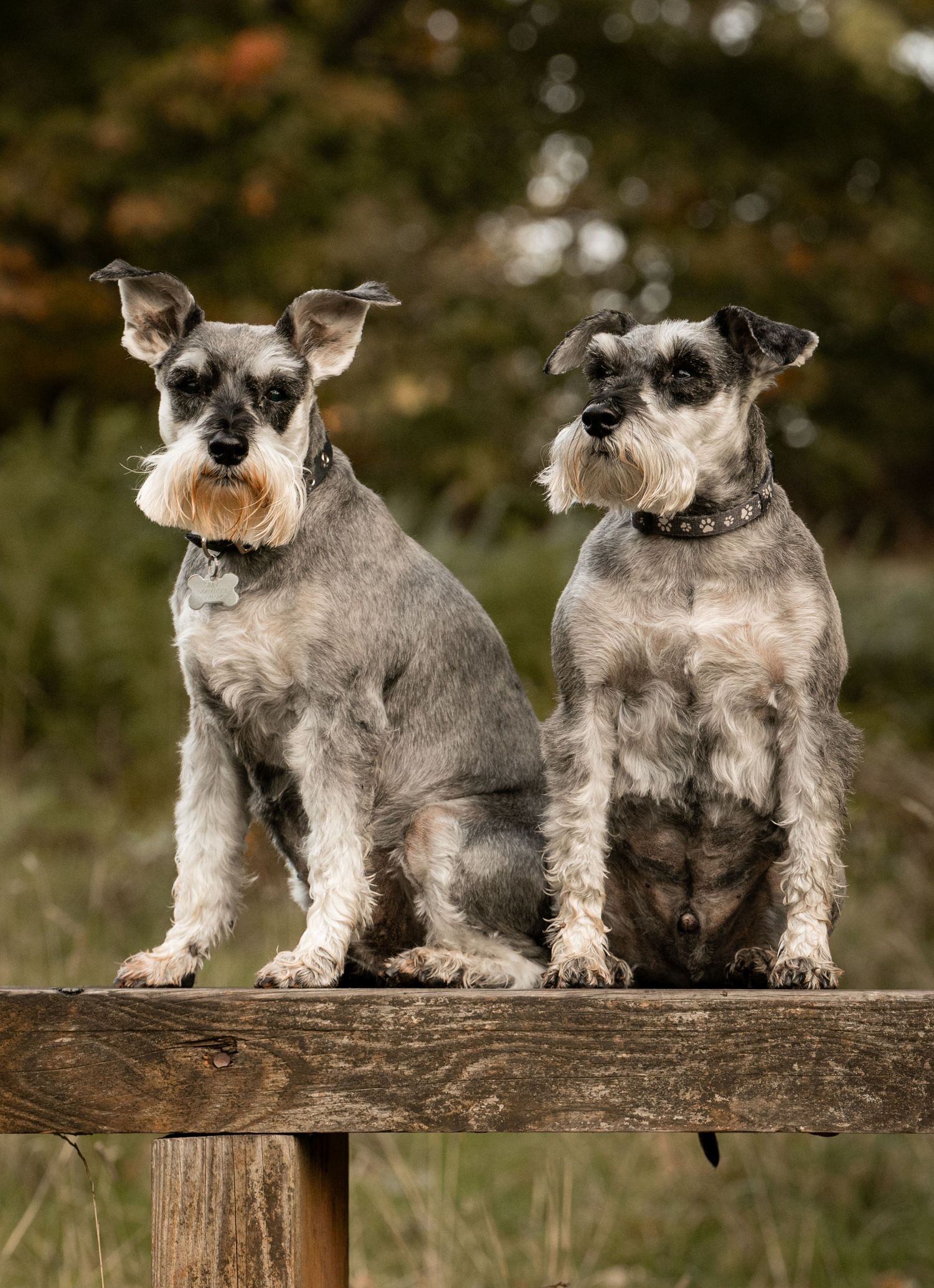 Two gray Miniature Schnauzers sitting side by side on a wooden bench outdoors.