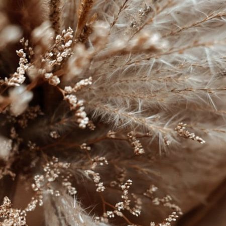 Delicate white feathers and small flowers create an ethereal macro composition in sepia tones.
