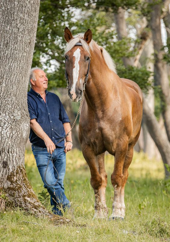 A person in blue shirt and jeans stands with a brown and white draft horse in a grassy field with trees.