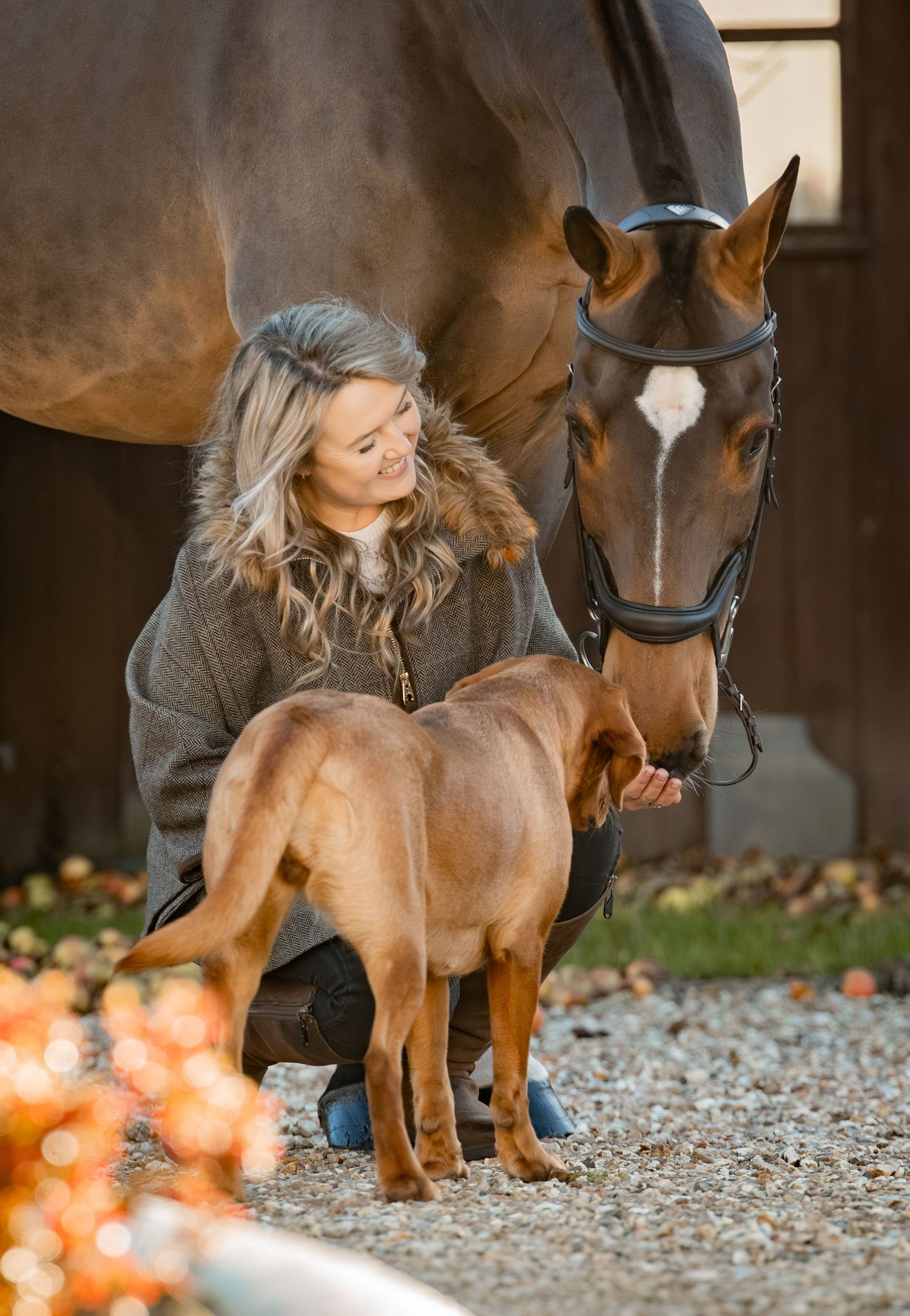 A brown horse and a Rhodesian Ridgeback dog stand together on gravel path with autumn decorations in the background.