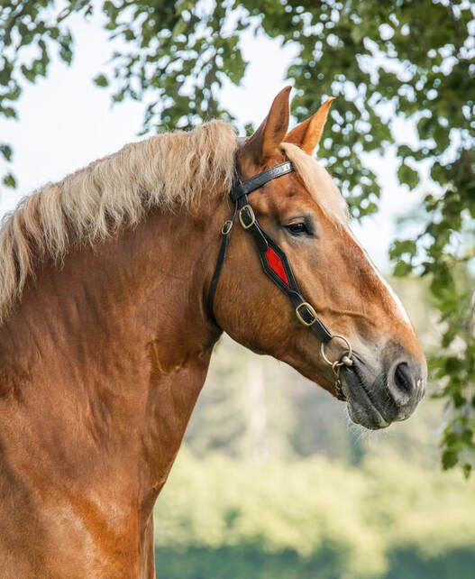 Profile view of a chestnut horse wearing a black bridle against a blurred green background.