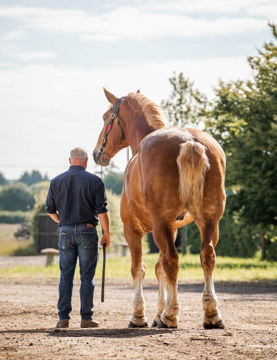 A person in overalls stands beside a large draft horse in a rural field setting during golden hour.