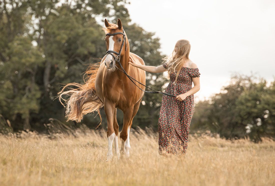 A horse and rider stand in a golden field during sunset, creating a dreamy silhouette against the warm sky.