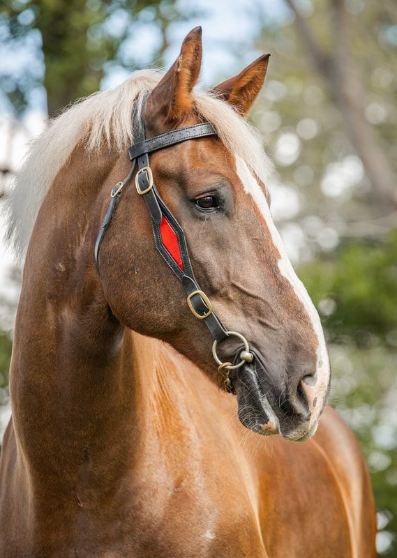 Close-up profile sequence of a chestnut horse wearing a bridle and halter against a blurred natural background.