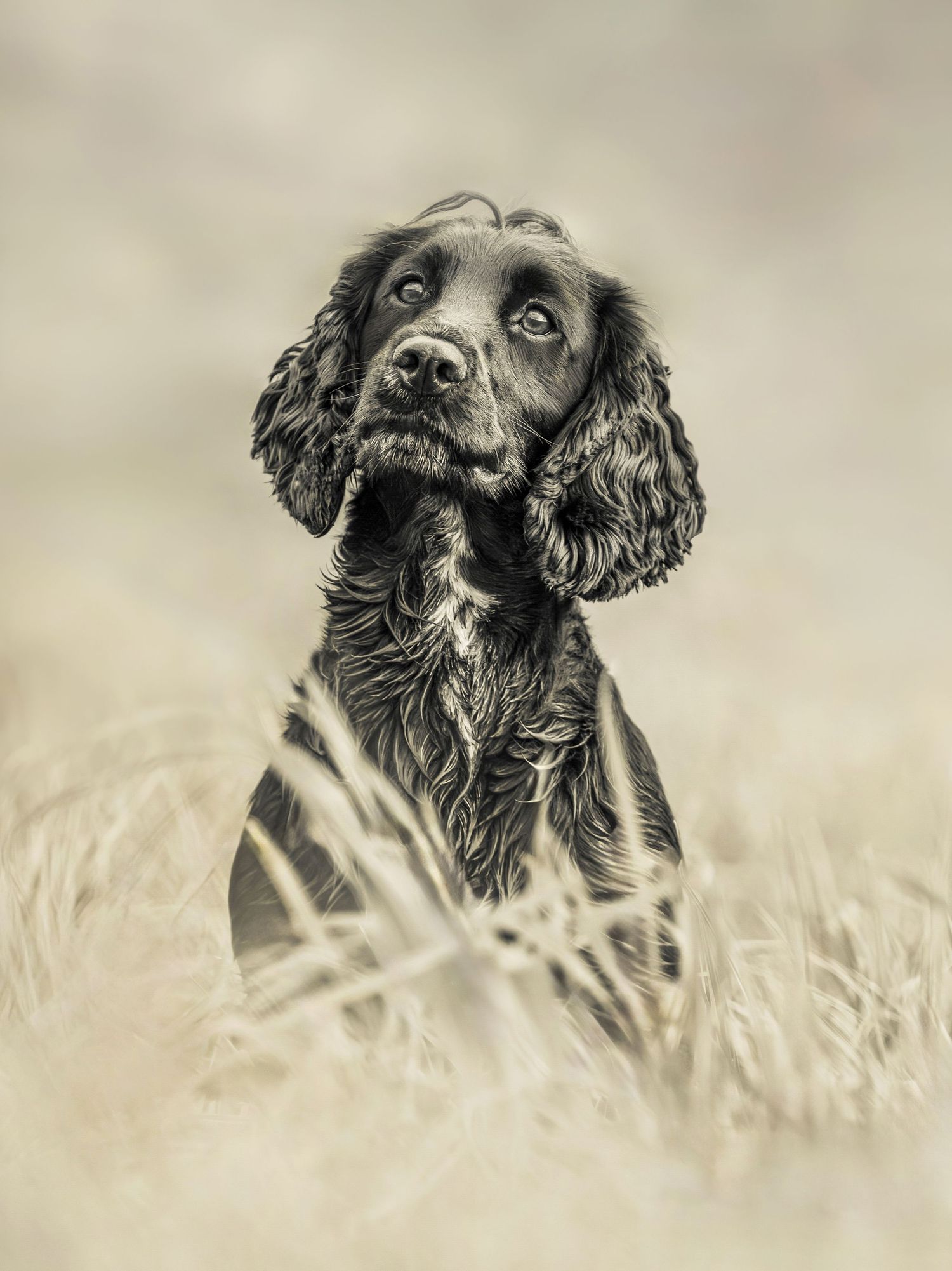 Black and white portrait of a spaniel dog looking up while lying in tall grass.