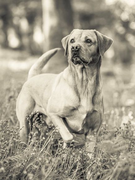 A majestic Labrador Retriever dog stands alert in a grassy field, captured in black and white photography.