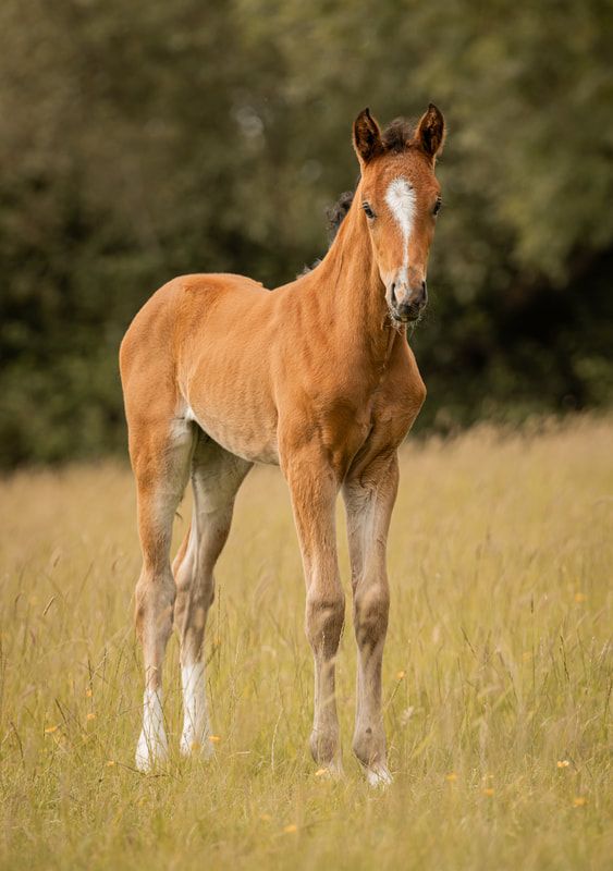 Four sequential photos show a young chestnut-colored foal with white markings standing in a sunlit grassy meadow.