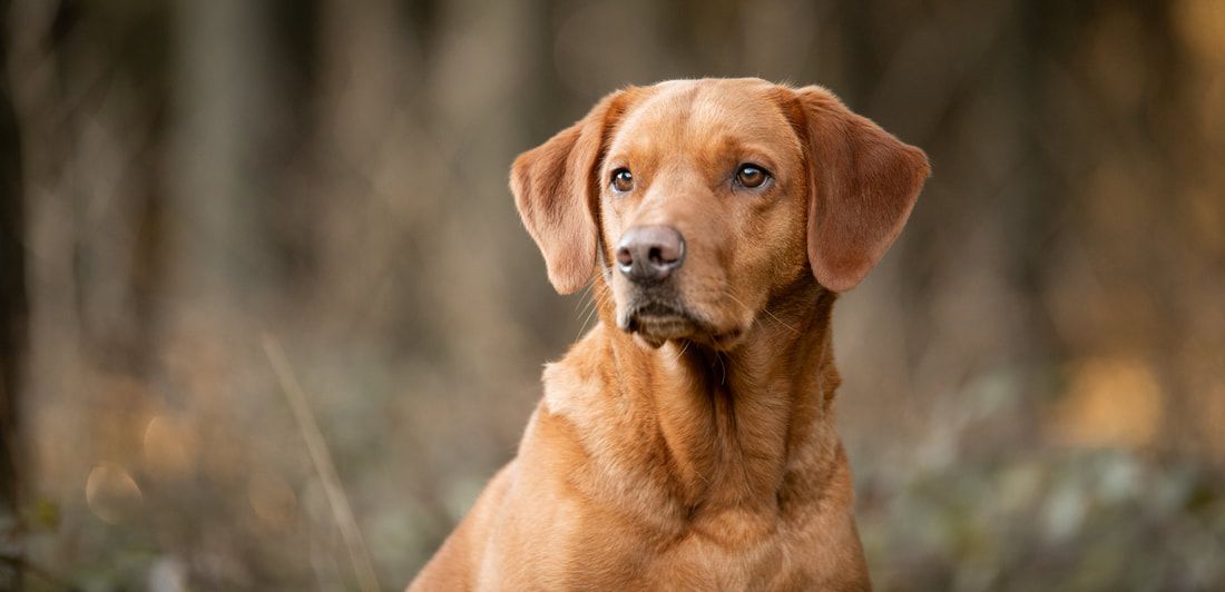 Adorable Vizsla puppy with floppy ears and golden brown coat looks attentively at the camera.