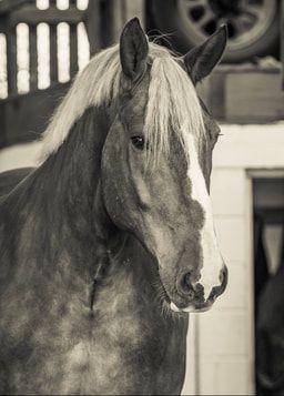 A close-up portrait of a dappled gray horse with expressive eyes looking sideways in black and white photography.