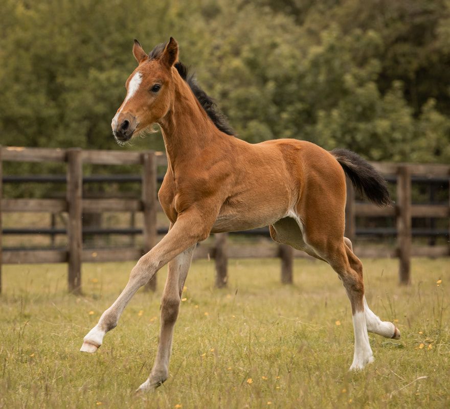 A sequence of photos showing a young chestnut foal frolicking and jumping playfully in a grassy paddock.