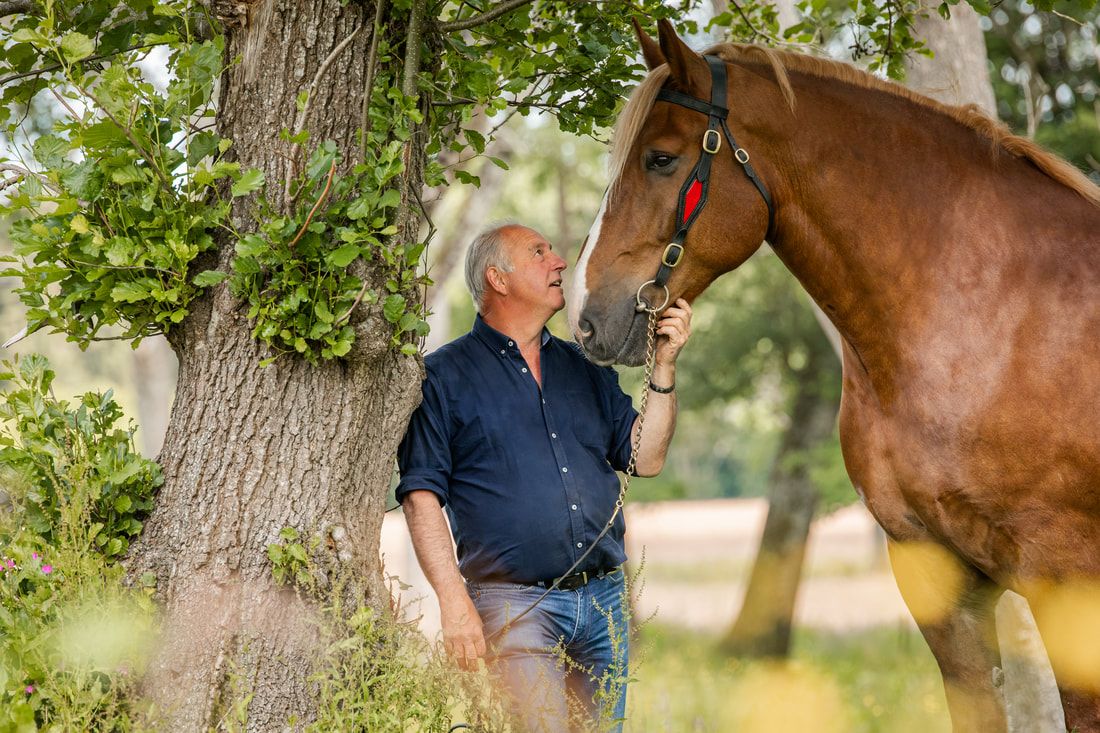 A brown horse stands near a tree trunk in a lush green summer field with soft natural lighting.