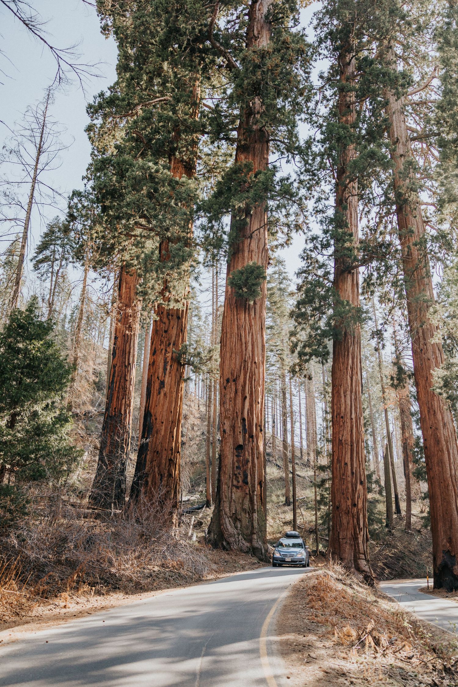 Breath taking trees