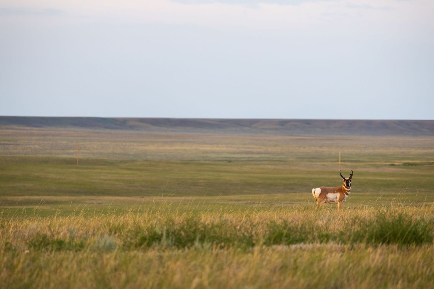 Antelope