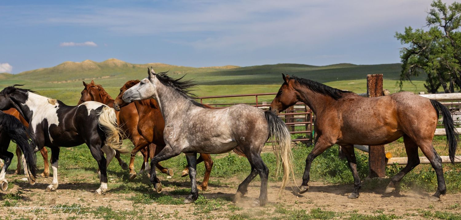 Horses