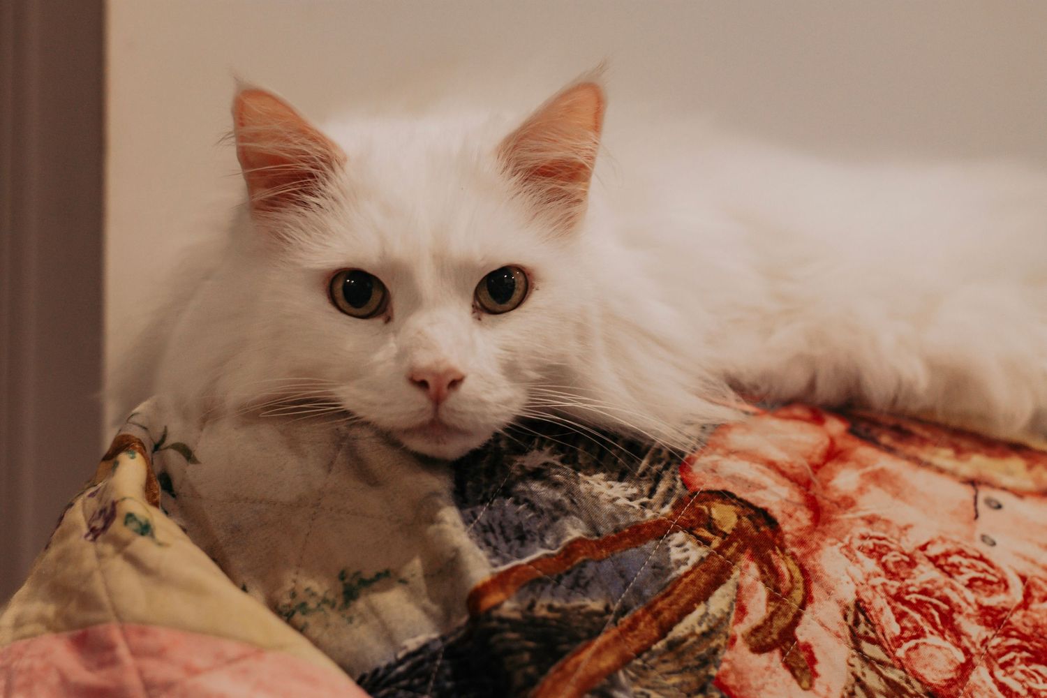 Prince Albert, a very beloved pet