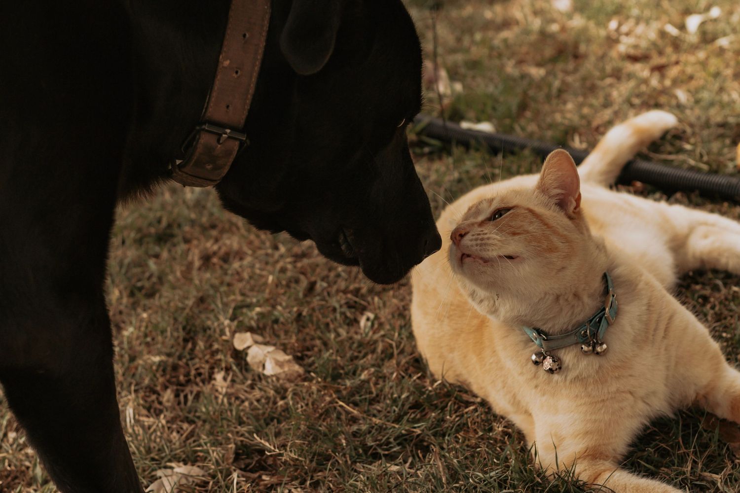 Two Best friends a cat and dog showing love