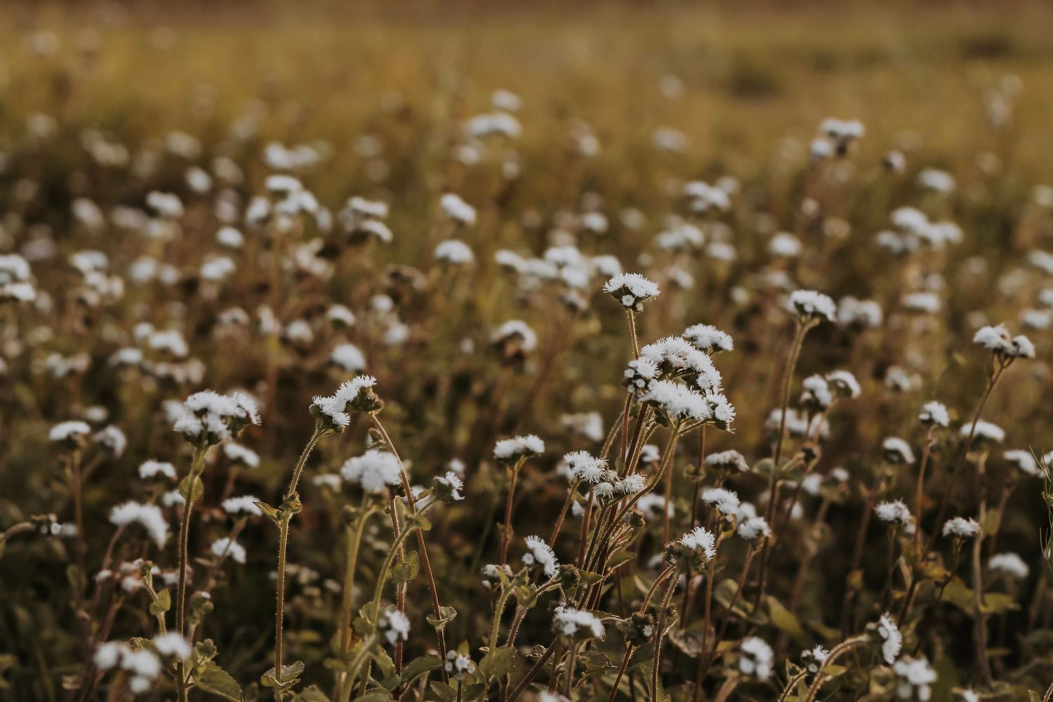 Beautiful wild flowers in a field during an outdoor walk in Hervey Bay.
