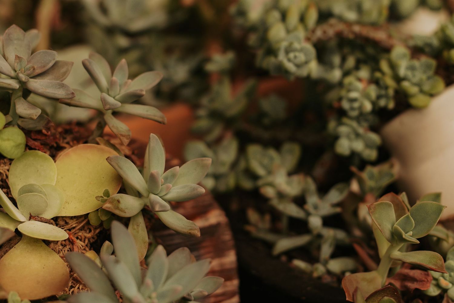 Photograph of sip and succ hervey bay's Succulents