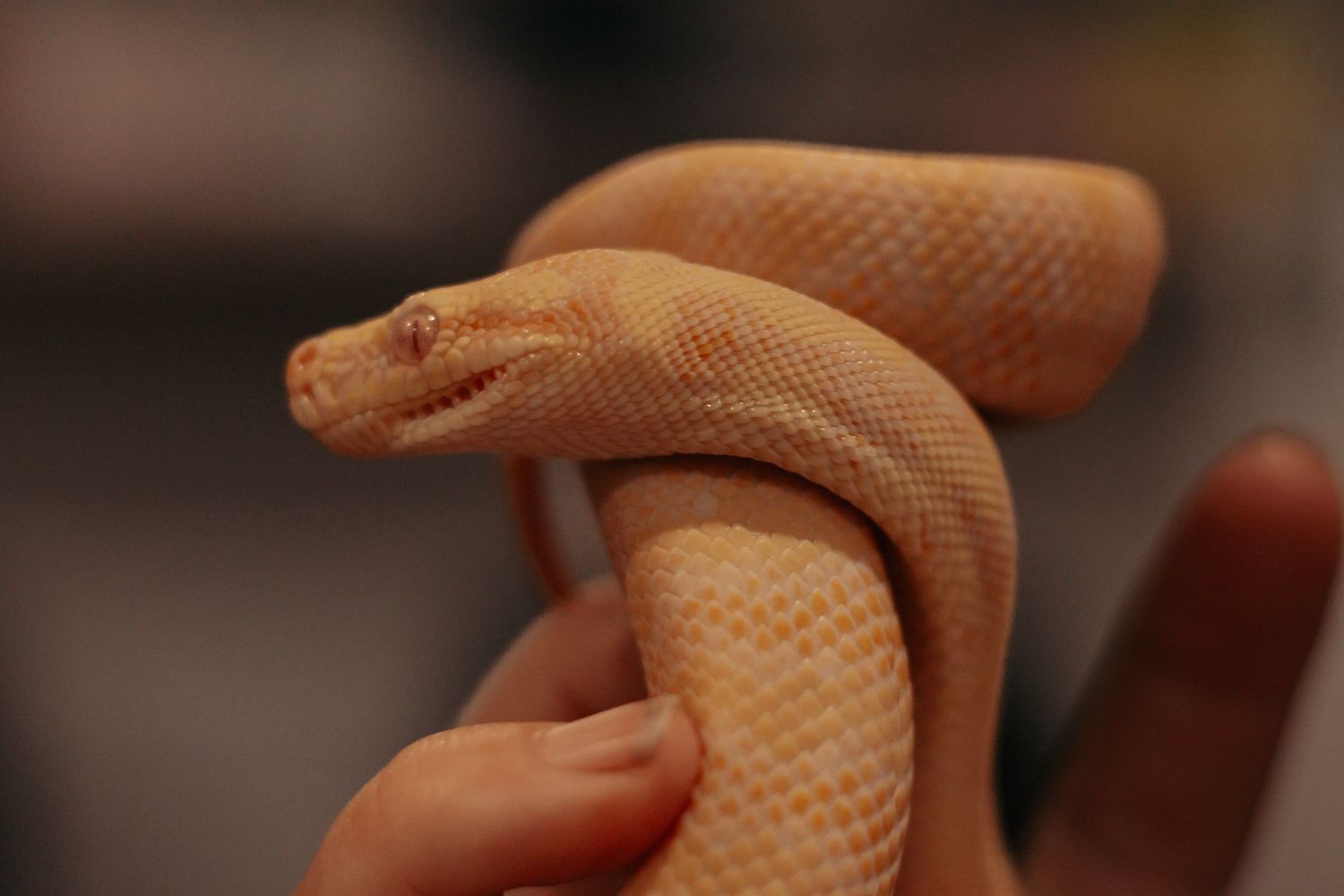 Meet this pet snake. Cheeky boy he is.