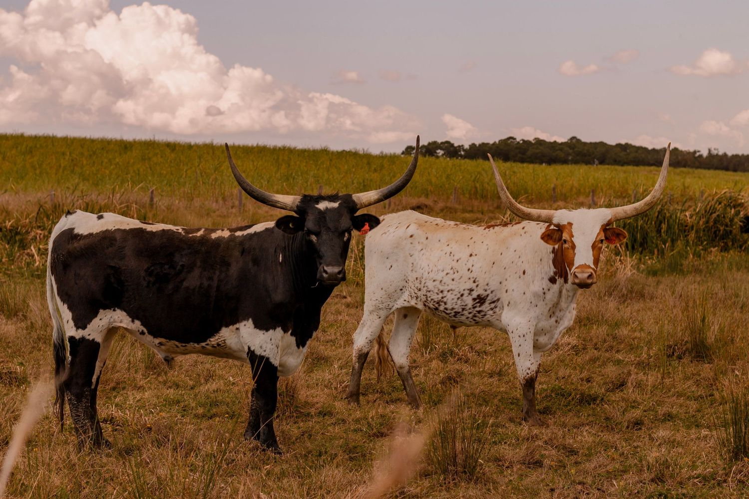 A farm with long horn cows. what a beast