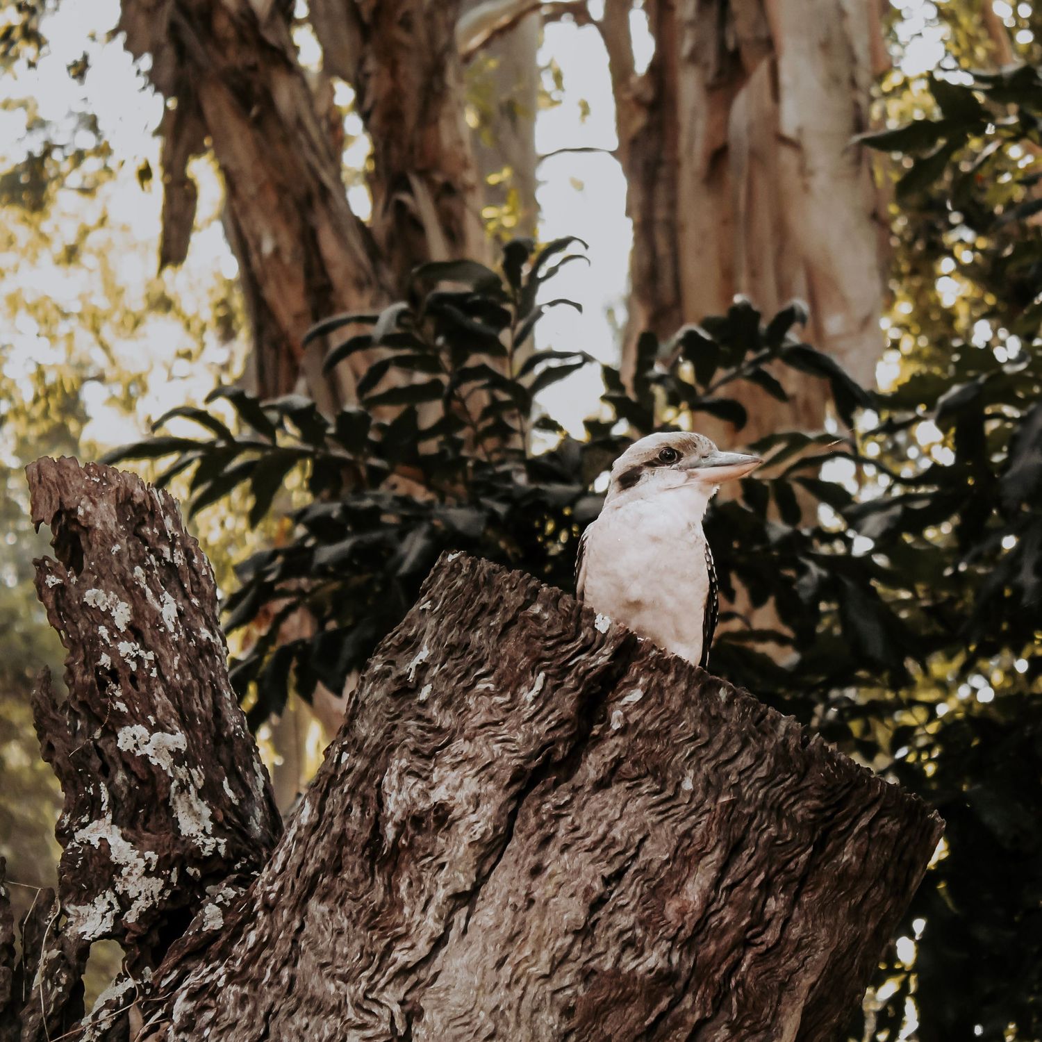 Kookaburra sitting on log at a walk in the botanical gardens in Hervey Bay.